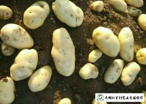 China Smooth Surface Chinese Potato , No Pollution Organic Potatoes 5 Kg / Bag on sale