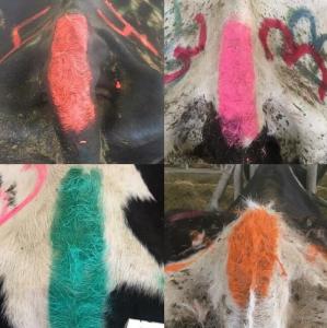 Quality Indoor Outdoor 350g Aerosol Animal Body Paint For Sheep Pig for sale