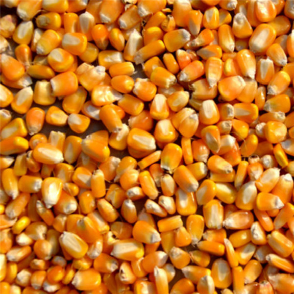 Vertical Screw Feeding Batch Grain Dryer Low Temperature