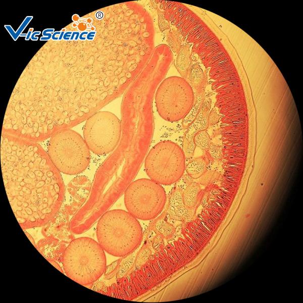 Buy Medical Parasitology Slides Custom Microscope Slides 25 Pcs Of Set at wholesale prices