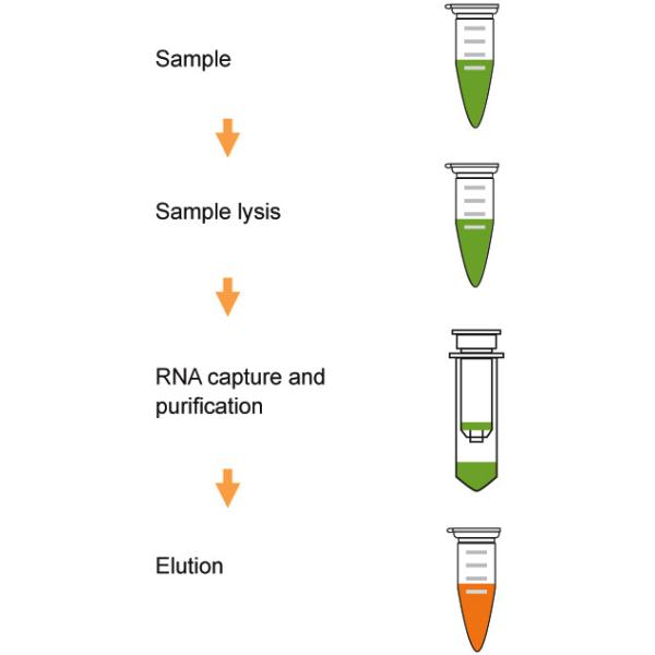 Spin Column Nucleic Acid Extraction Kit , CSF Viral Rna Isolation Kit