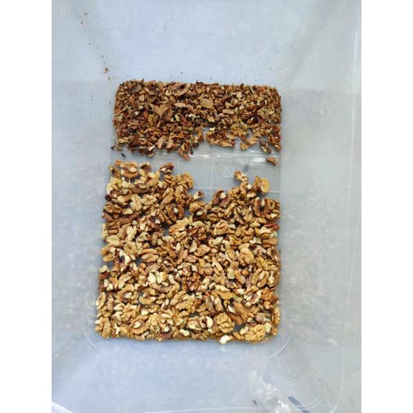 Walnut Ccd Belt Color Sorter 99.99% Sorting Accuracy