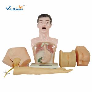 Quality Nurse Basic Practice Teaching Plastic Medical Training Manikins for sale