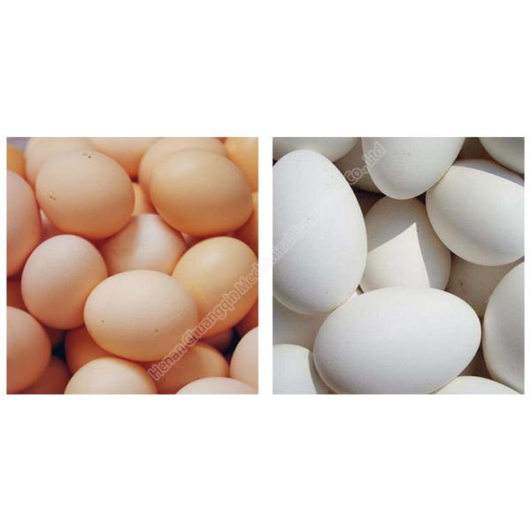 High Capacity Full Automatic Egg Washing Machine Rolling Brush Egg Washer Wear Resistance