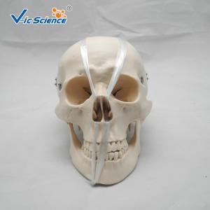 Quality Teaching Anatomical Skeleton Model Anatomy And Physiology Skull VIC-104 for sale