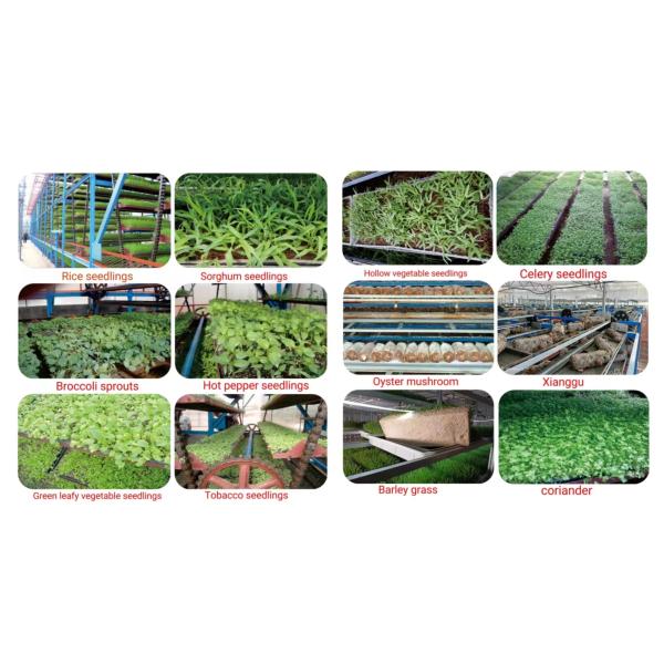 W-Frame Upward Circulating Vegetable Seedlings Cultivating Machine for Vertical Farm