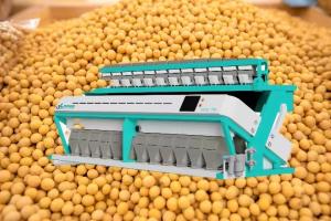 Quality High Yield Soybean Sorting Machine 11T/H-19T/H Grain Colour Sorter Machine for sale