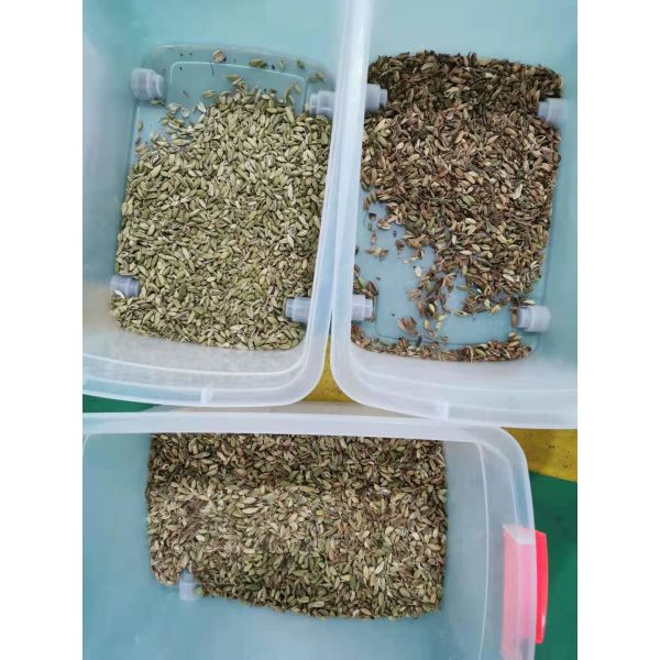 Toshiba Camera Cardamom Sorting Machine 99.99 High Sorting Accuracy