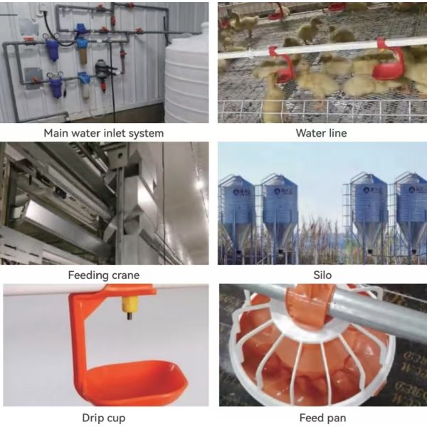 Steel Structure Broiler Poultry Equipment , Poultry Automatic Feeding System