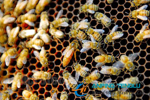 Bee Keeping Woven Cloth, 5mesh/6mesh/8mesh With Stainless, Aluminum Wire